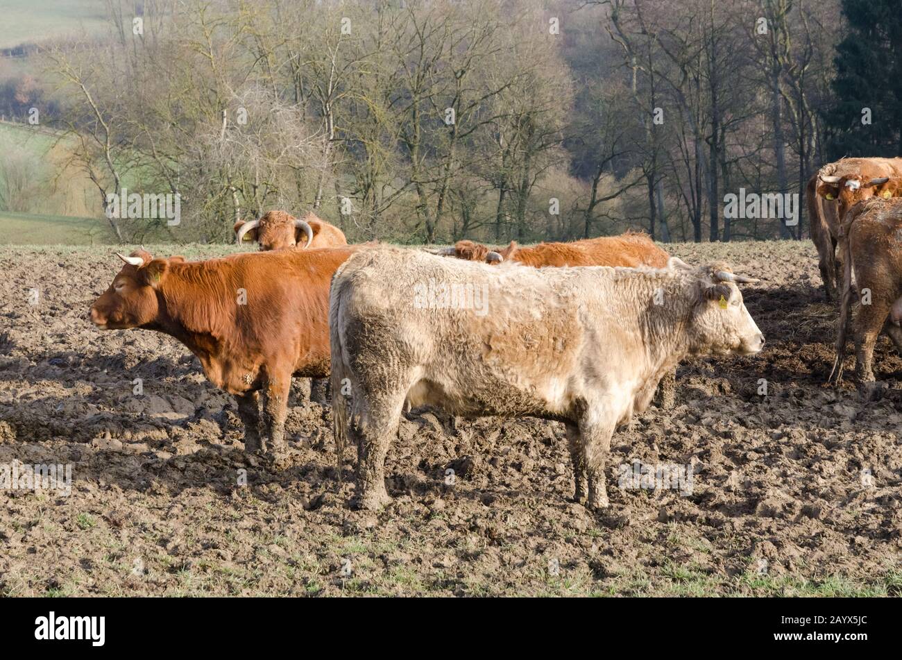 Bos Taurus, limousin cattle livestock on a muddy pasture in the