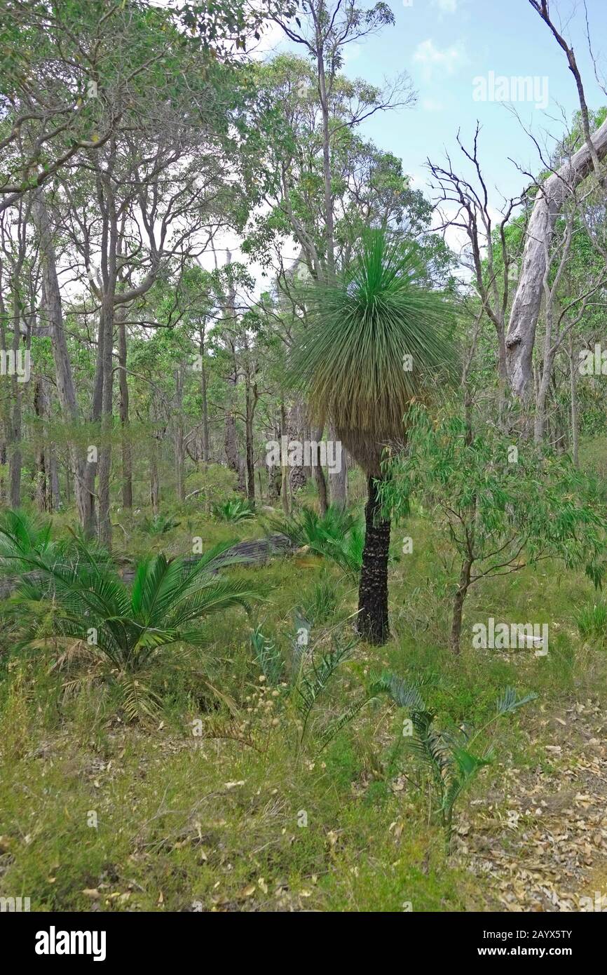 Black Boy Tree Shrub Xanthorrhoea Genus, and bushland Western Australia Stock Photo Alamy