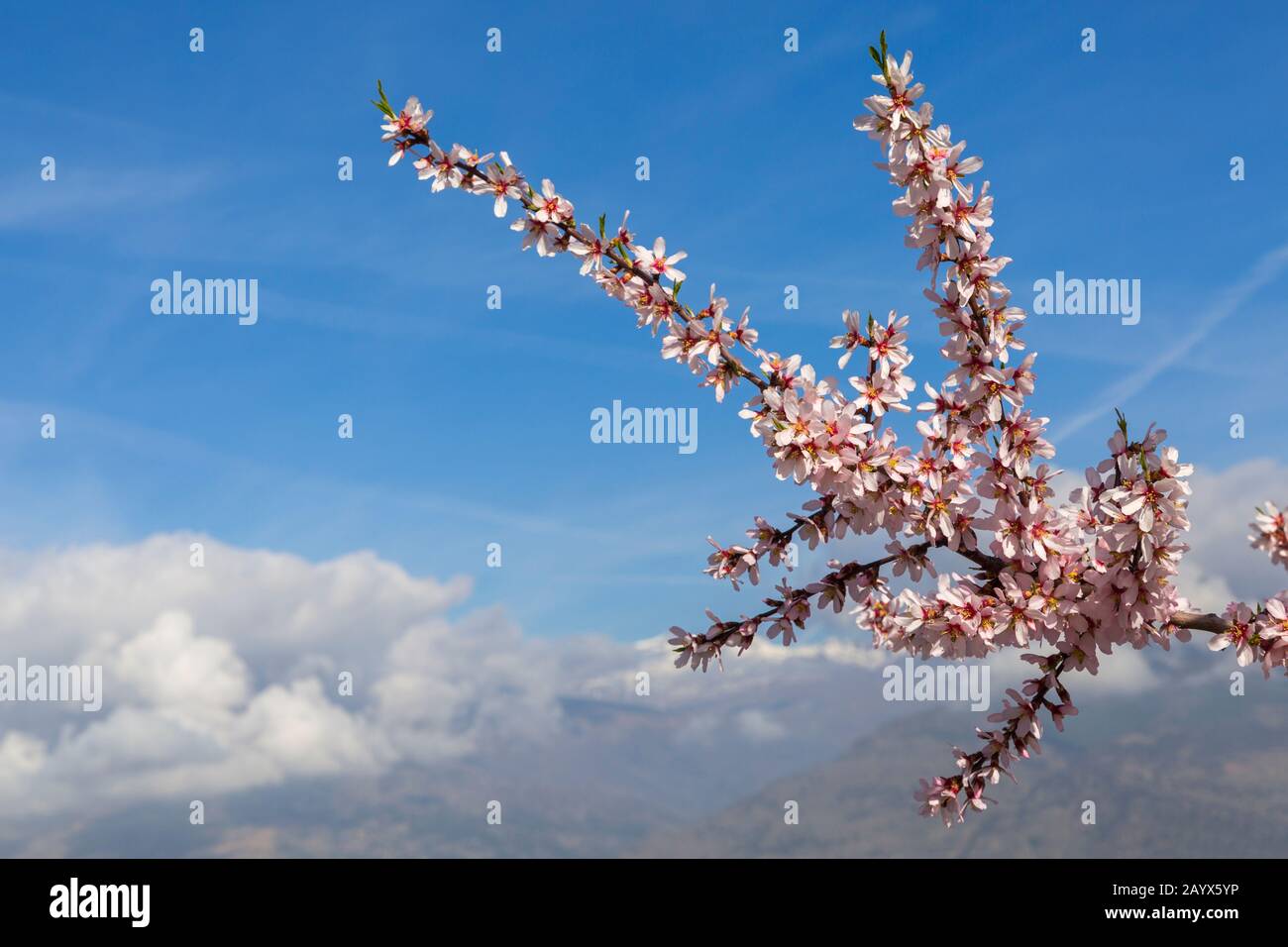 Flowering almond trees, almond blossom, almond trees blooming, Prunus dulcis, with Sierra Nevada mountains in the back at Andalucia, Spain in February Stock Photo
