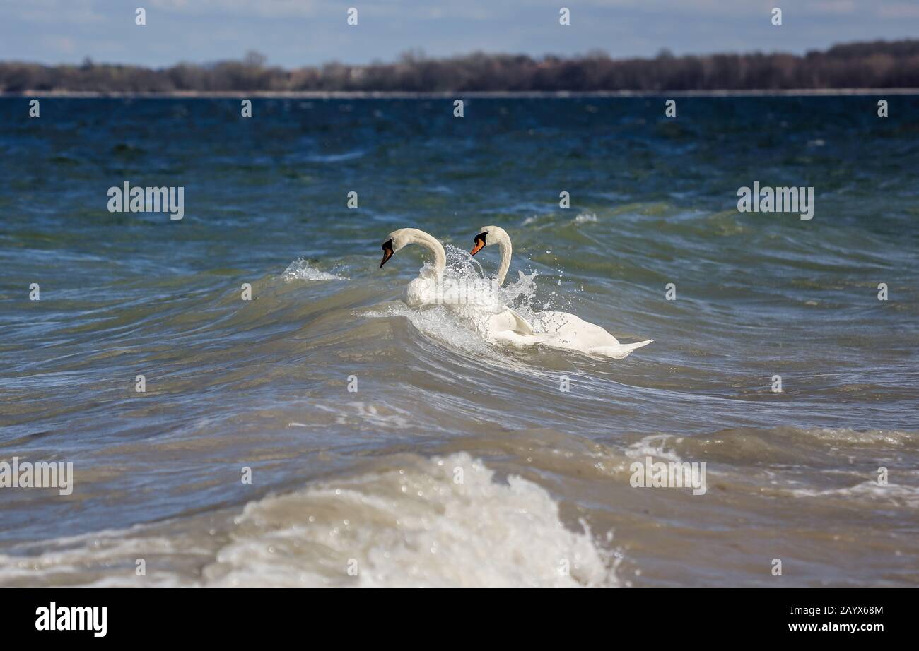 The two swans enjoyed the wavy Baltic Sea, which is rarely seen this way. Stock Photo