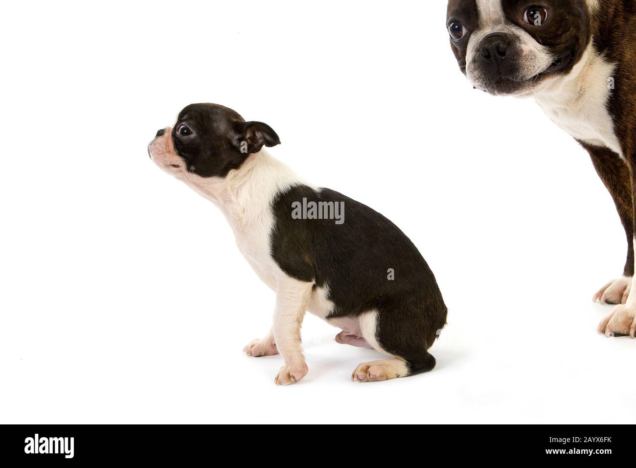 Boston Terrier Dog, Mother and Pup against White Background Stock Photo ...