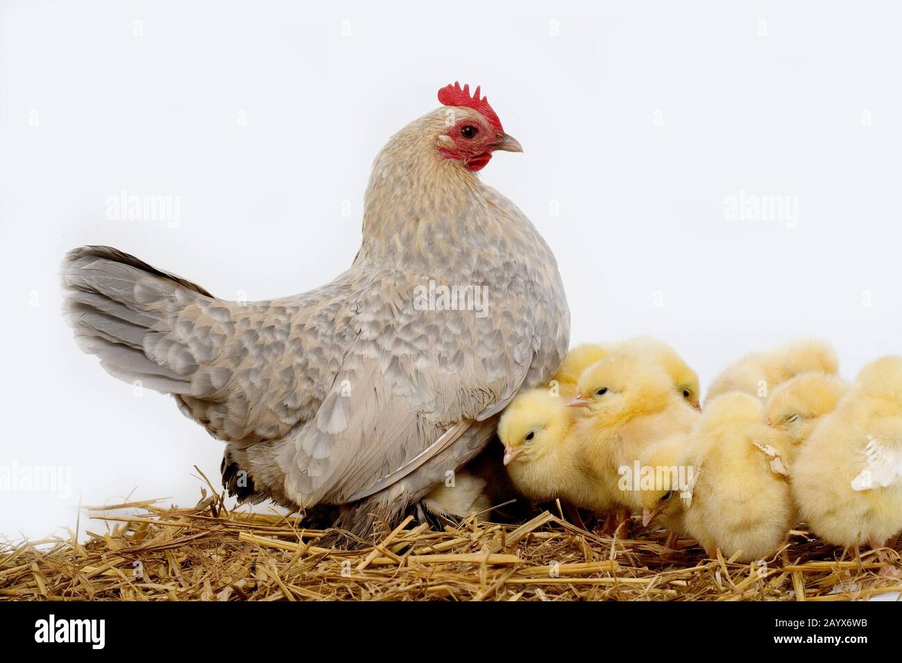 Barbu D'Uccle Domestic Chicken, Breed from Belgium, Hen and Chicks ...