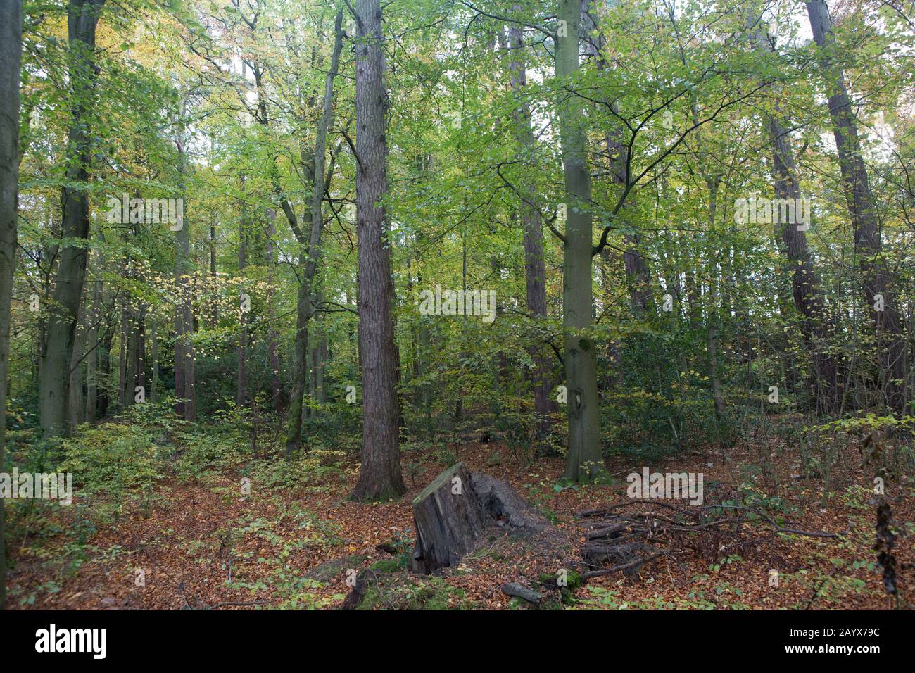 Daylight filters through the trees in a forest, Kinaldy, St. Andrews, Fife, Scotland Stock Photo