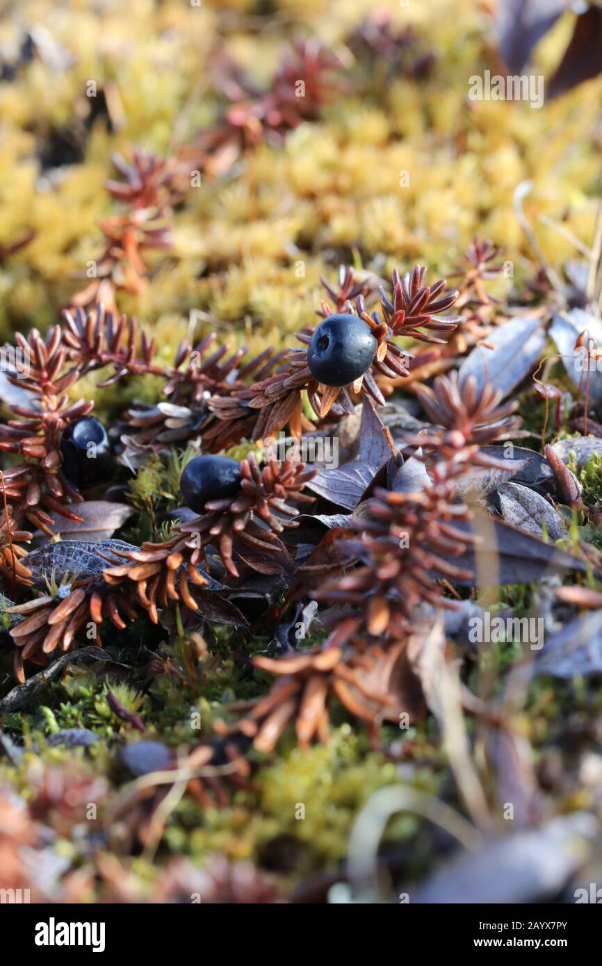 Crowberry or blackberry fully ripe found in the fall on the arctic tundra with other plants in the background Stock Photo