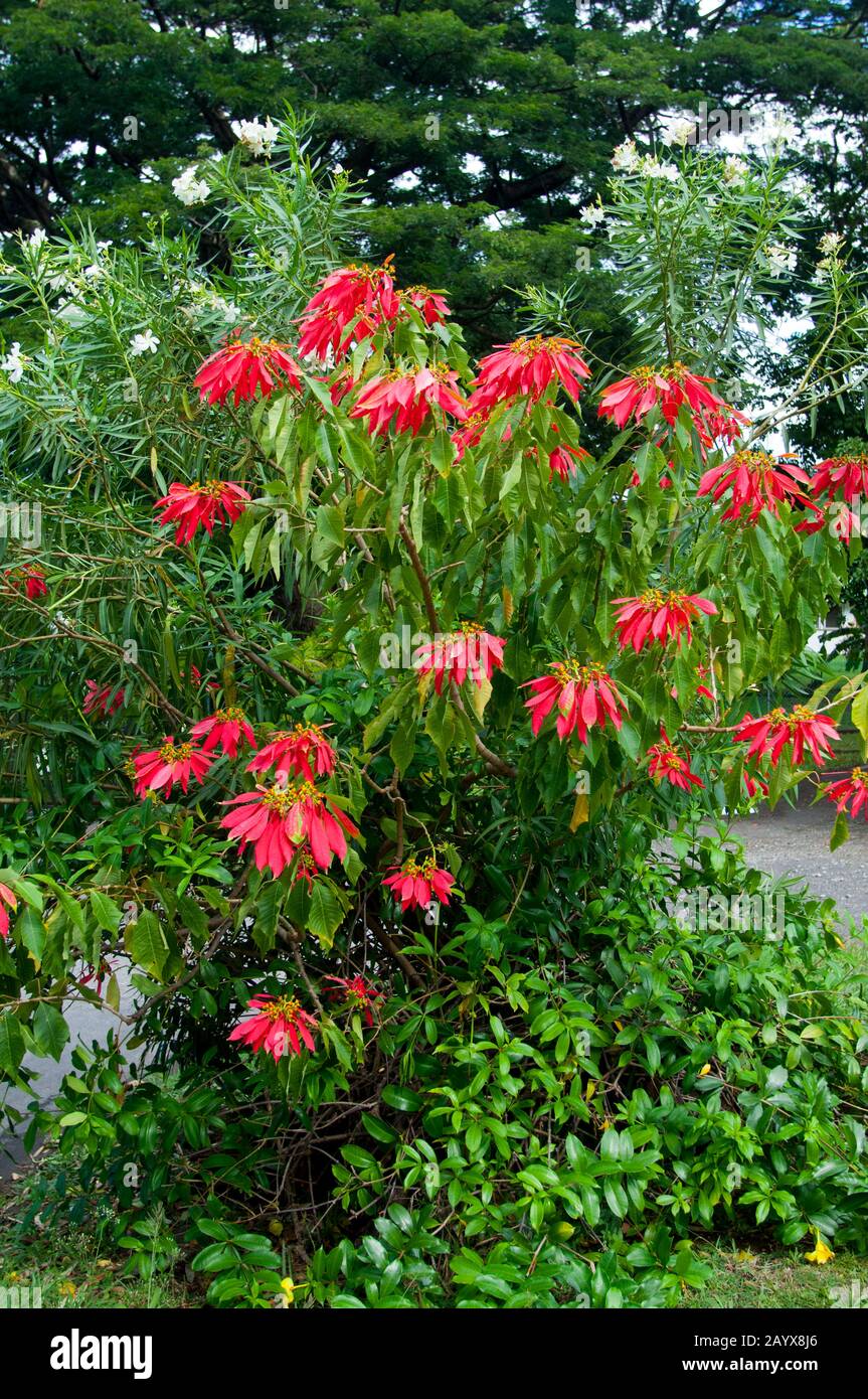 Poinsettia (Euphorbia pulcherrima) with red flowers in Roseau the