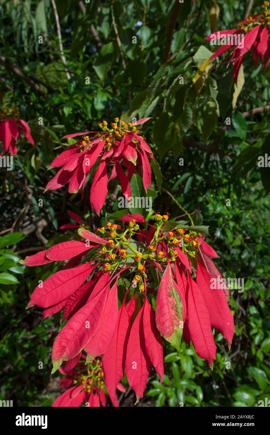 Poinsettia (Euphorbia pulcherrima) with red flowers in Roseau the