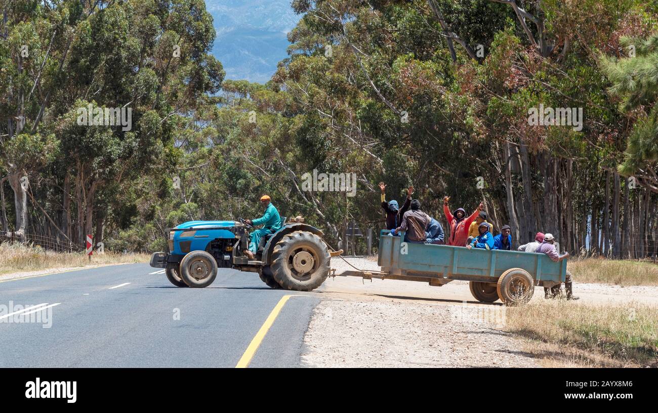 Villiersdorp, Western Cape, South Africa. Dec 2019.  Farm workers getting a ride in the trailer of a blue tractor. Stock Photo