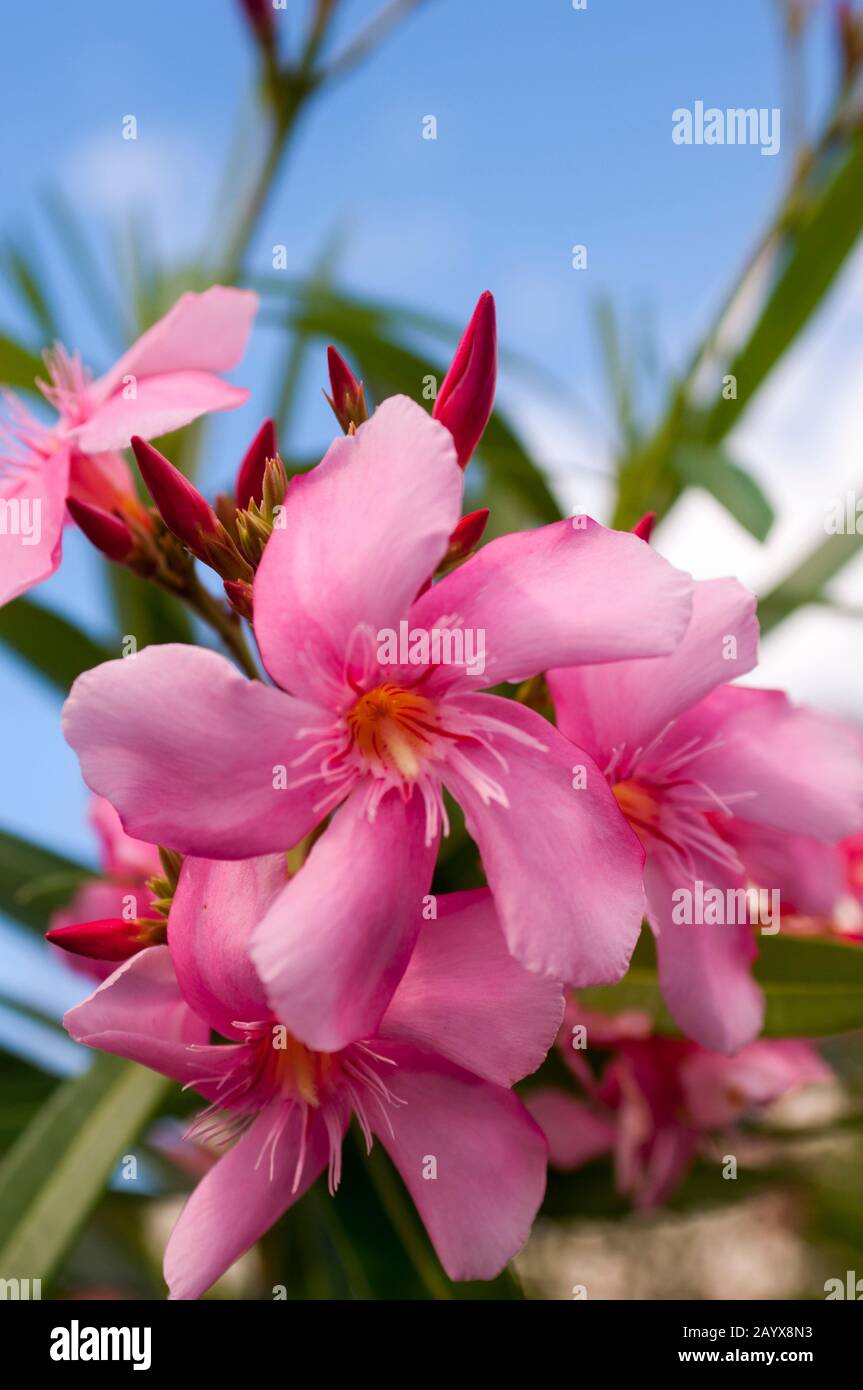 Closeup of pink Oleander (Nerium oleander) flowers, a poisonous