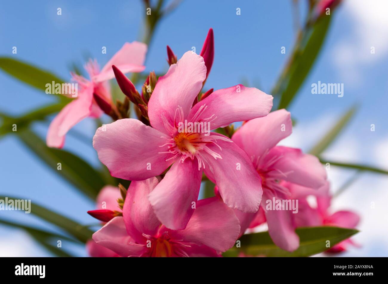 Closeup of pink Oleander (Nerium oleander) flowers, a poisonous