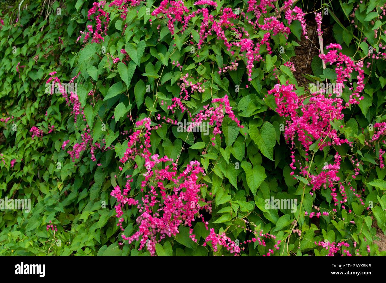 A vine with pink flowers in Roseau on the Caribbean island of Dominica