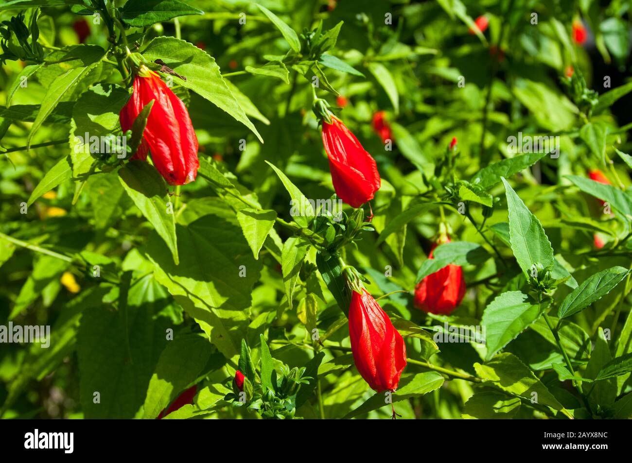 Sleeping Hibiscus with red flowers in Roseau the capital city of the