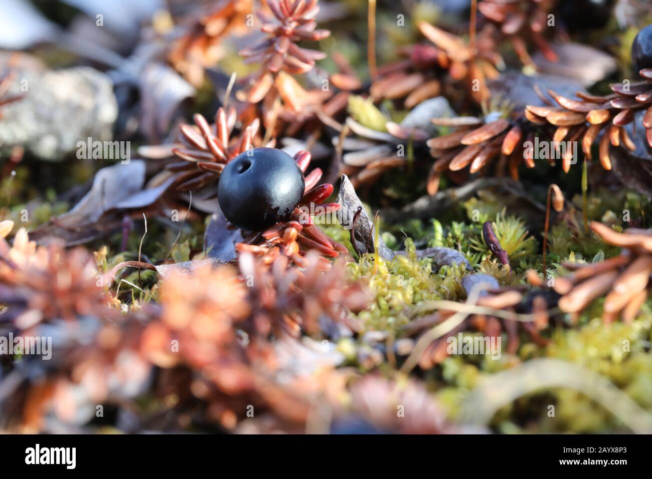 Single crowberry or blackberry fully ripe found in the fall on the arctic tundra near Arviat, Nunavut Stock Photo