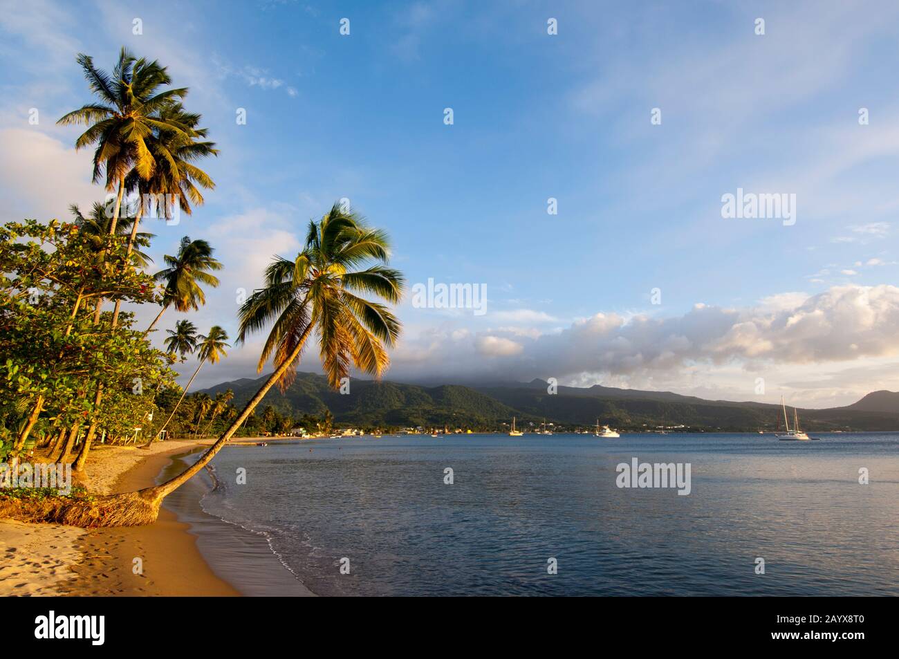 Beach with coconut palms near the village of Cabrits on the Caribbean