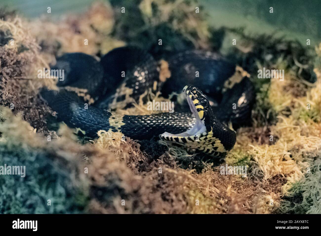 Black Rat Snake  The Maryland Zoo