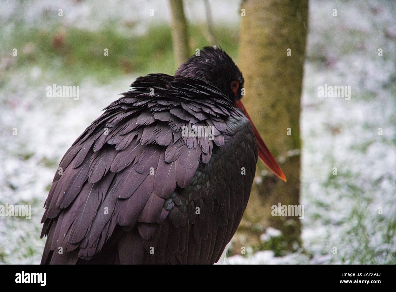 Wildlife Wildlife National Park Bavarian Forest black stork Stock Photo