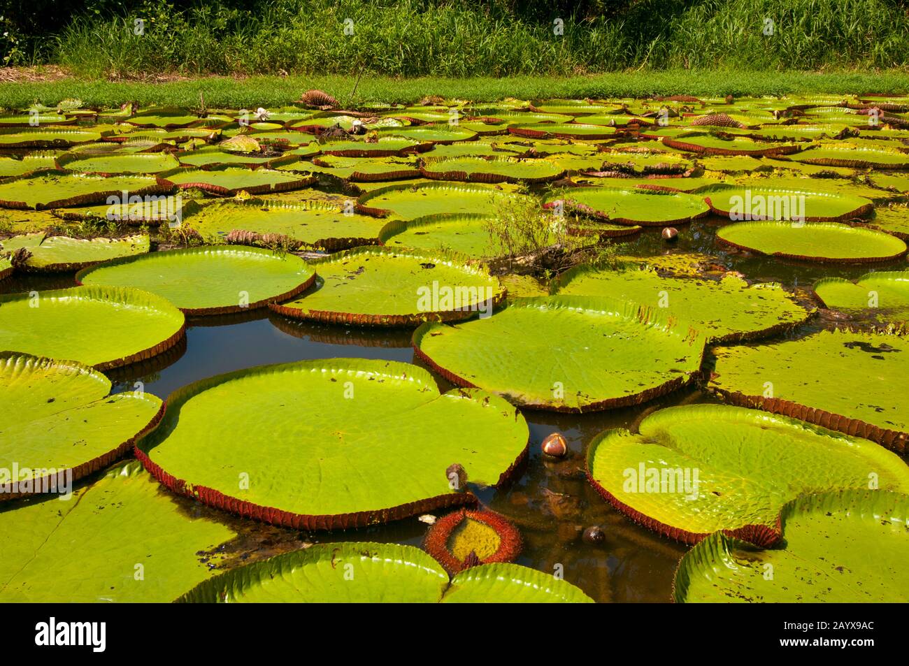 Victoria amazonica giant water lilies in a pond in the rainforest near