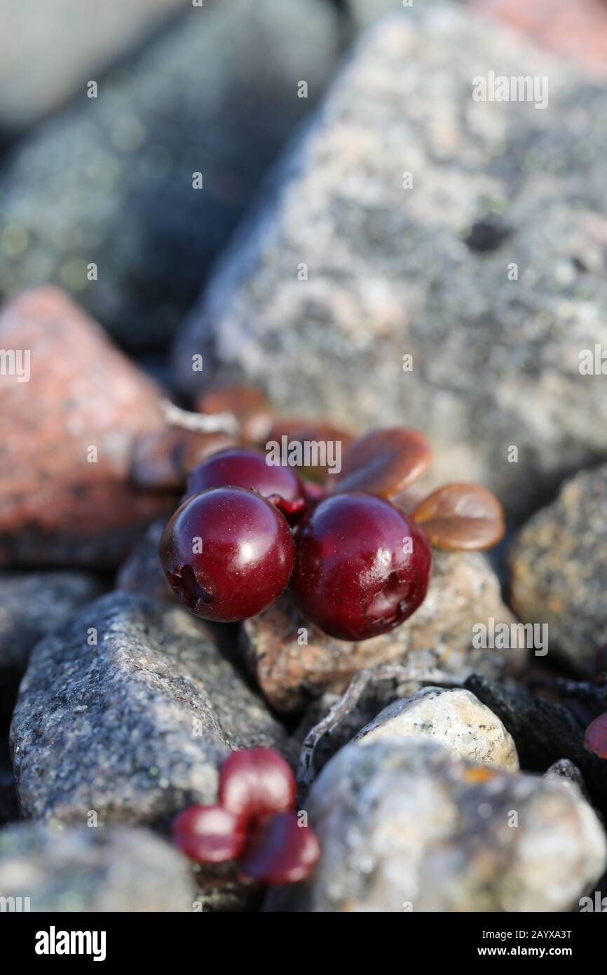 Bog cranberries hires stock photography and images Alamy