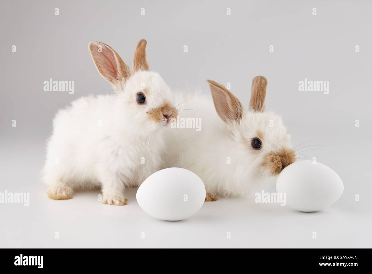 Two white baby rabbits with Easter eggs Stock Photo