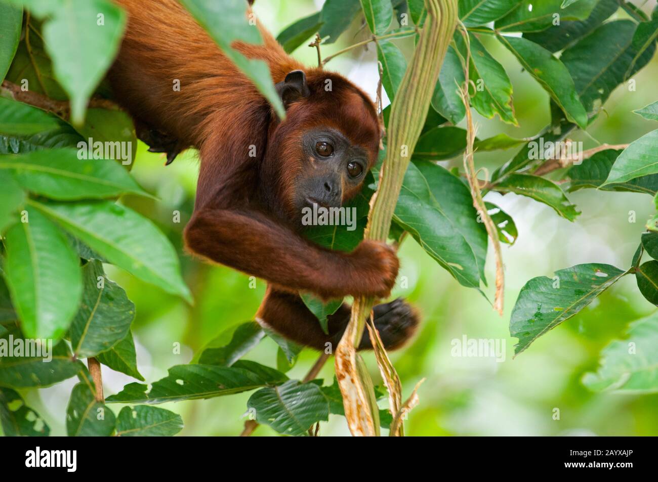 Iqu hi-res stock photography and images - Alamy