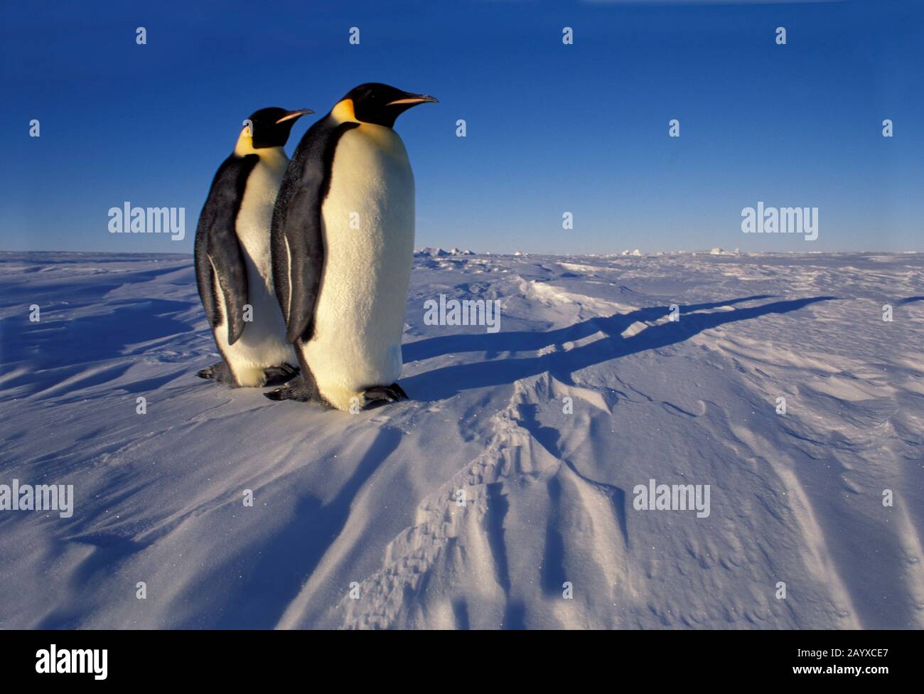 Two Emperor penguins (Aptenodytes forsteri) standing on fast ice near the Atka Iceport  at the Ekstrom Ice Shelf on the coast of Queen Maud Land in An Stock Photo