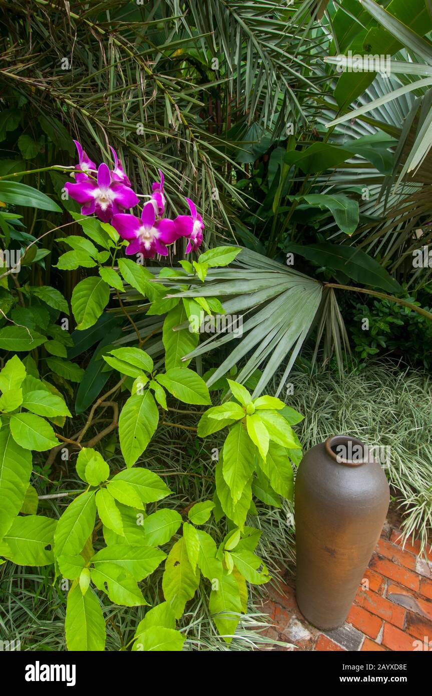 A Cattleya orchid in the garden of the La Residence Phou Vao Hotel in Luang Prabang, central Laos. Stock Photo