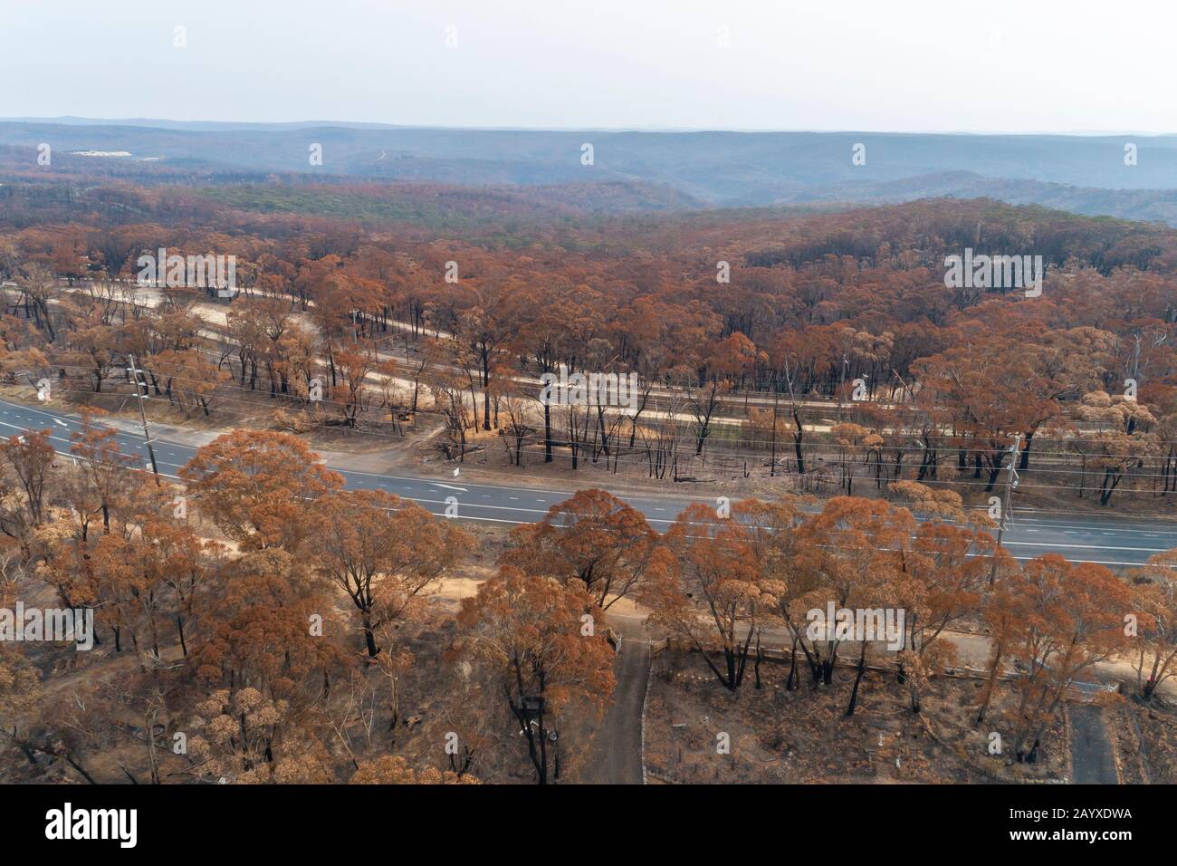 Bush fire damaged eucalyptus trees in The Blue Mountains in Australia