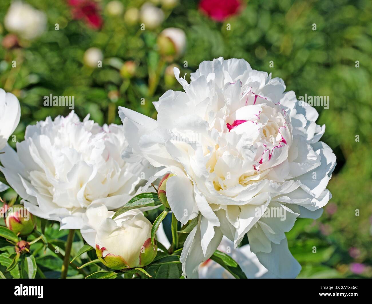 White Peonies Paeonia High Resolution Stock Photography and Images Alamy