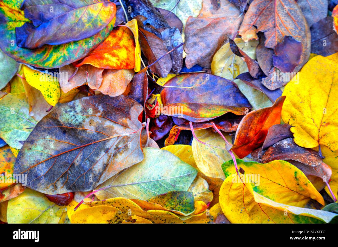 A background of colorful autumn leaf close up view Stock Photo - Alamy