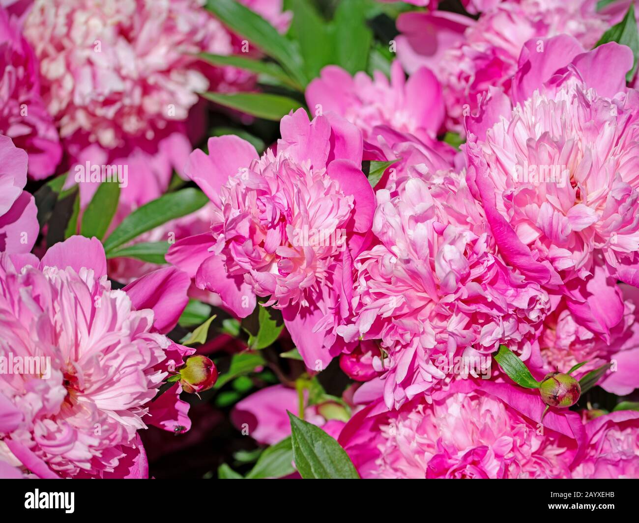 Pink peonies in the garden Stock Photo - Alamy
