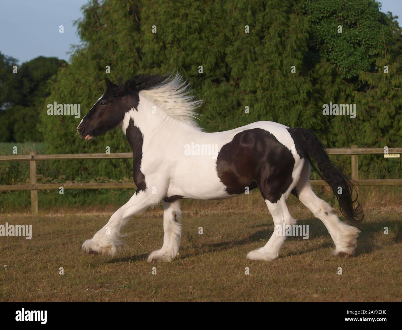 A beautiful piebald gypsy cob canters loose in a paddock Stock Photo