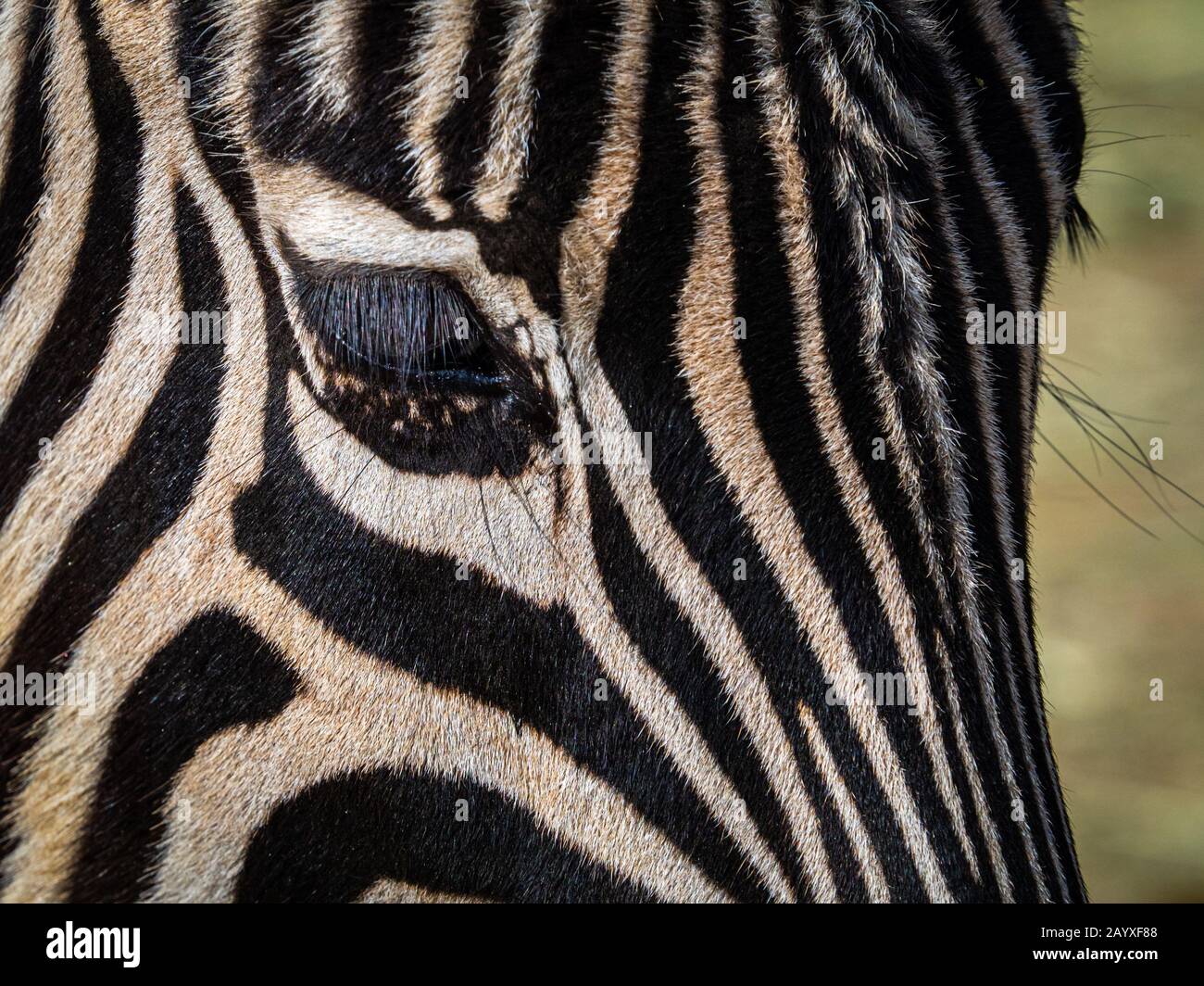 Close up of a zebra's eye and striped coat Stock Photo