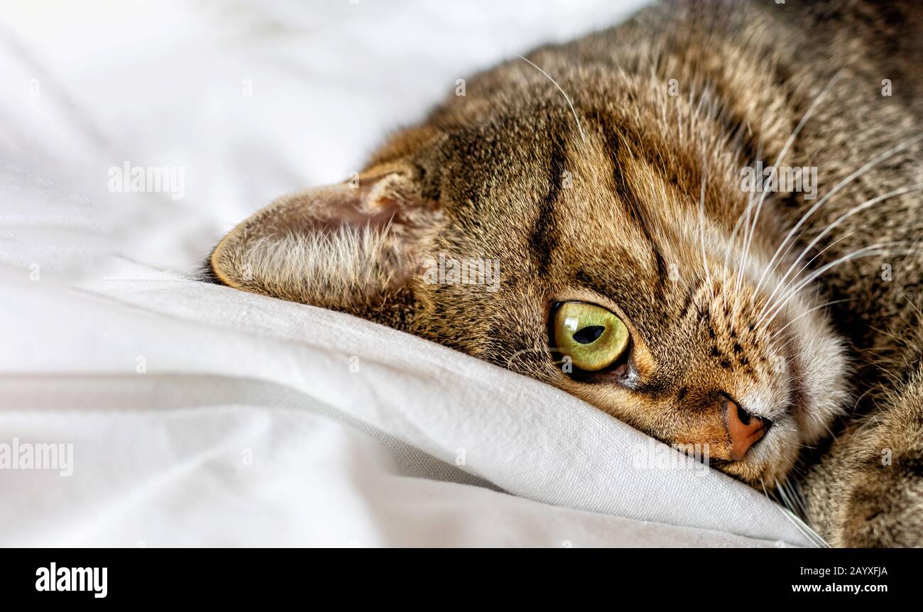Tabby cat lies on a white bed sheet. Selective focus. Close up. Stock Photo
