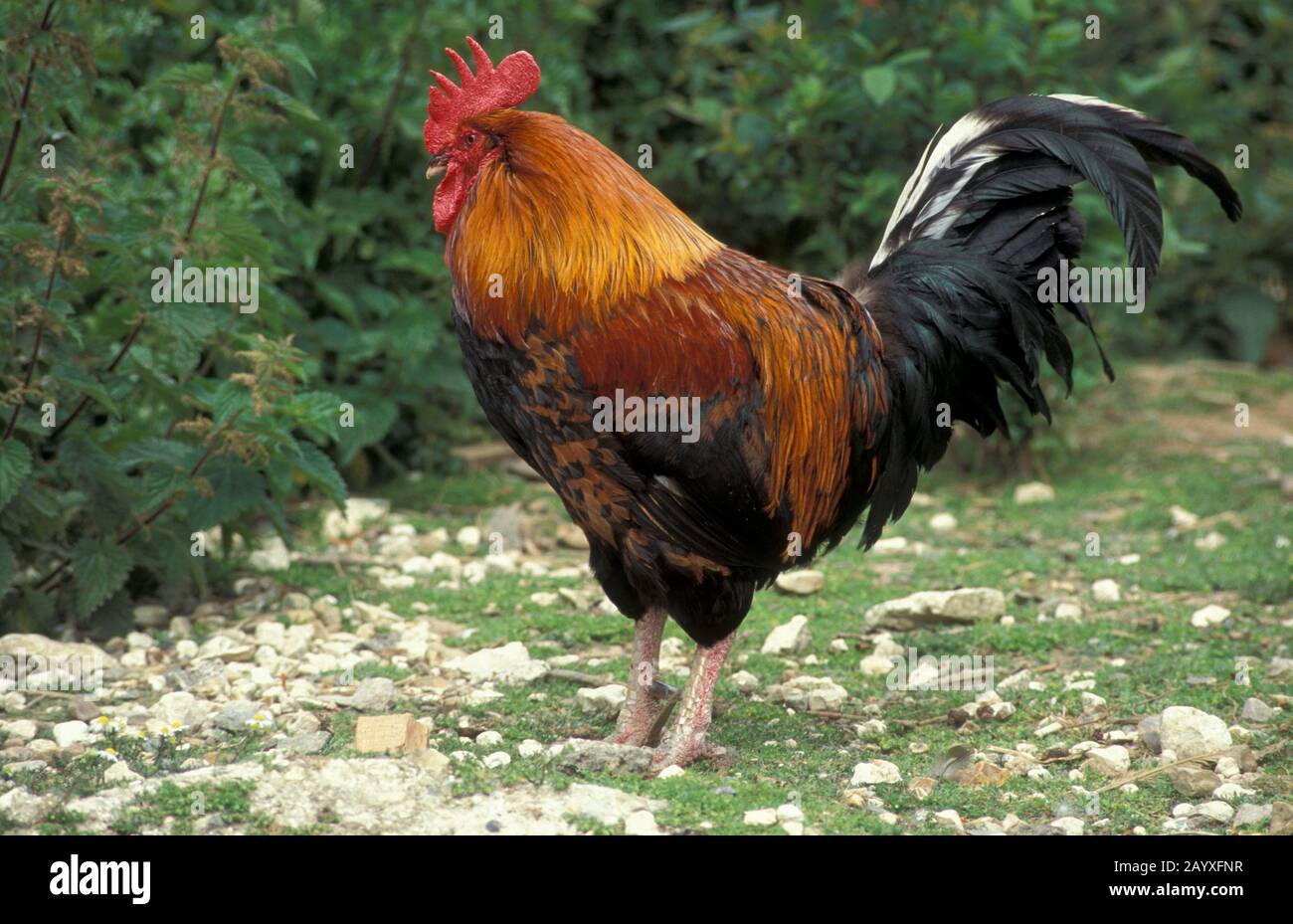 Black Copper Maran cockerel, adult profile Stock Photo - Alamy