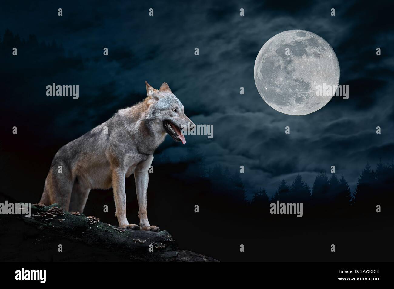 45+ Howling Coyote At Night Pictures