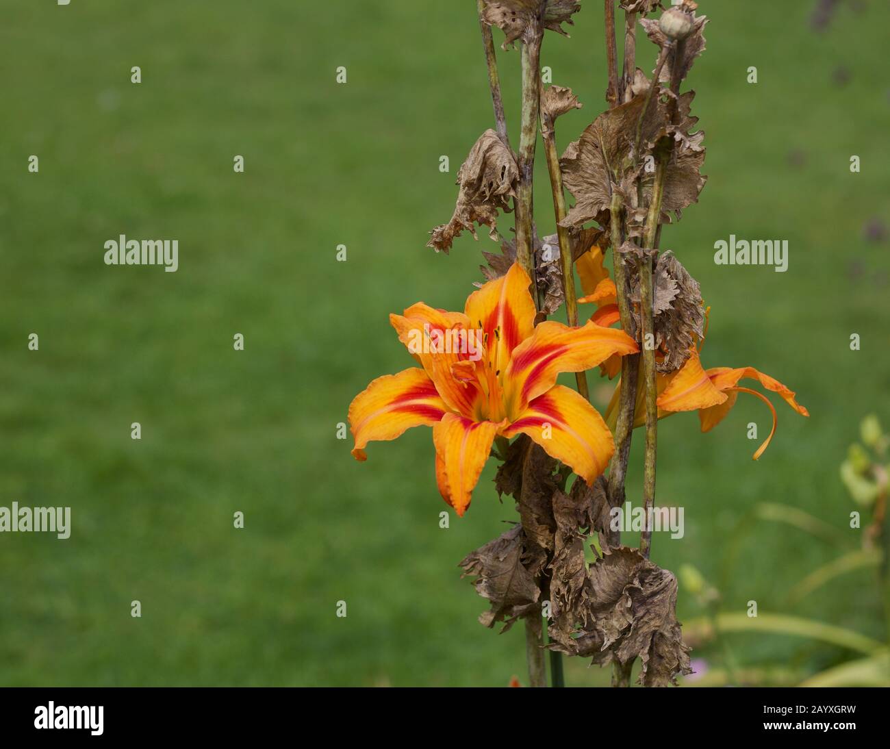 Beautiful orange lily against grass background with copy space Stock Photo