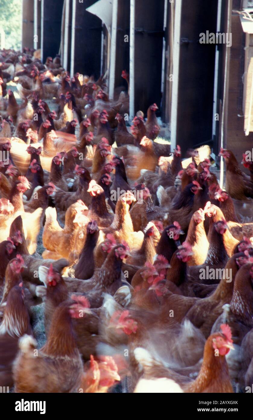 flurry of fast moving Rhode Island red free range  hens producing organic eggs, West Sussex, England Stock Photo