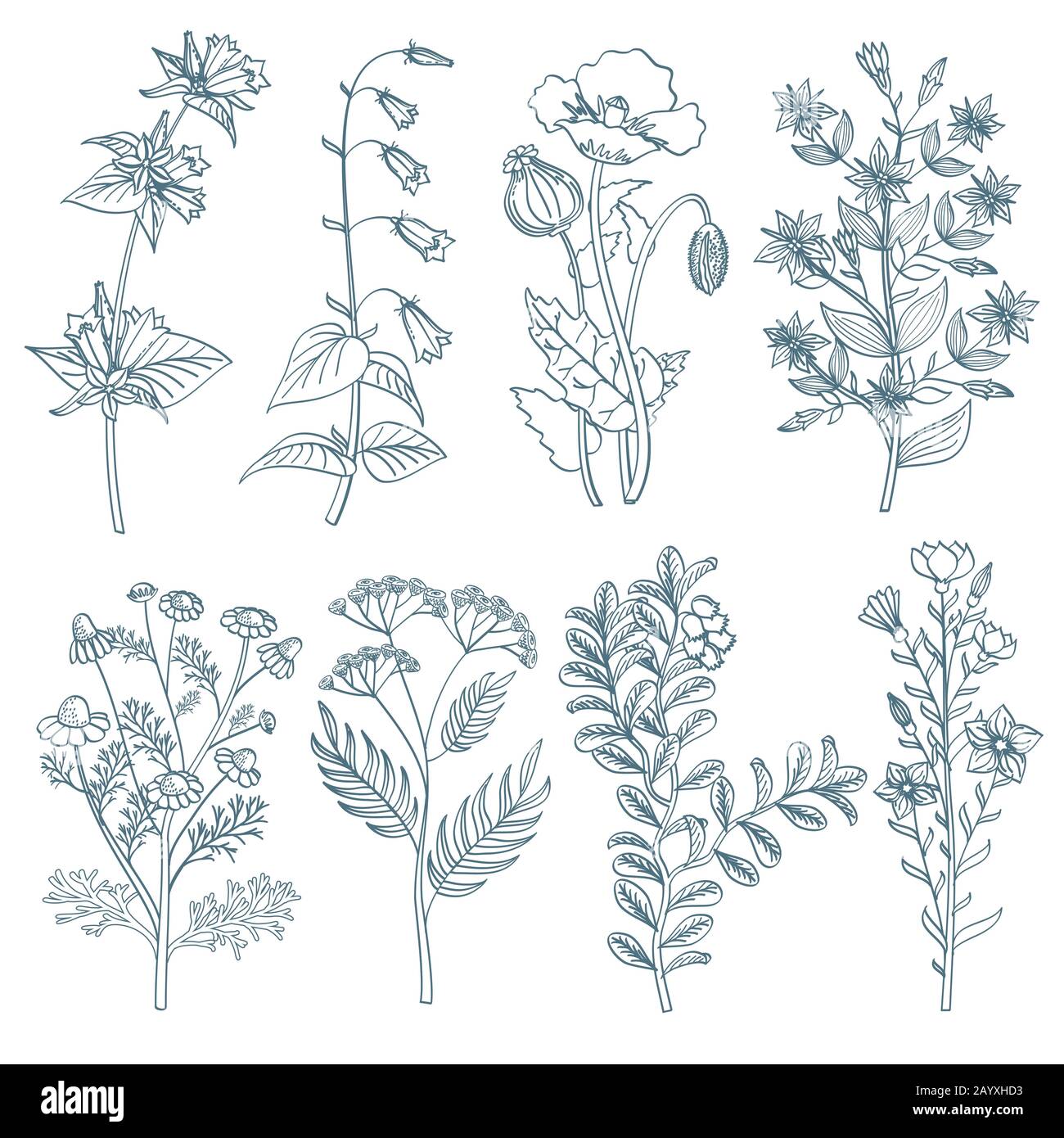 Herbs wild flowers botanical medicinal organic healing plants vector set in hand drawn style. Herb medicine plant and illustration of botanical plant for healing Stock Vector