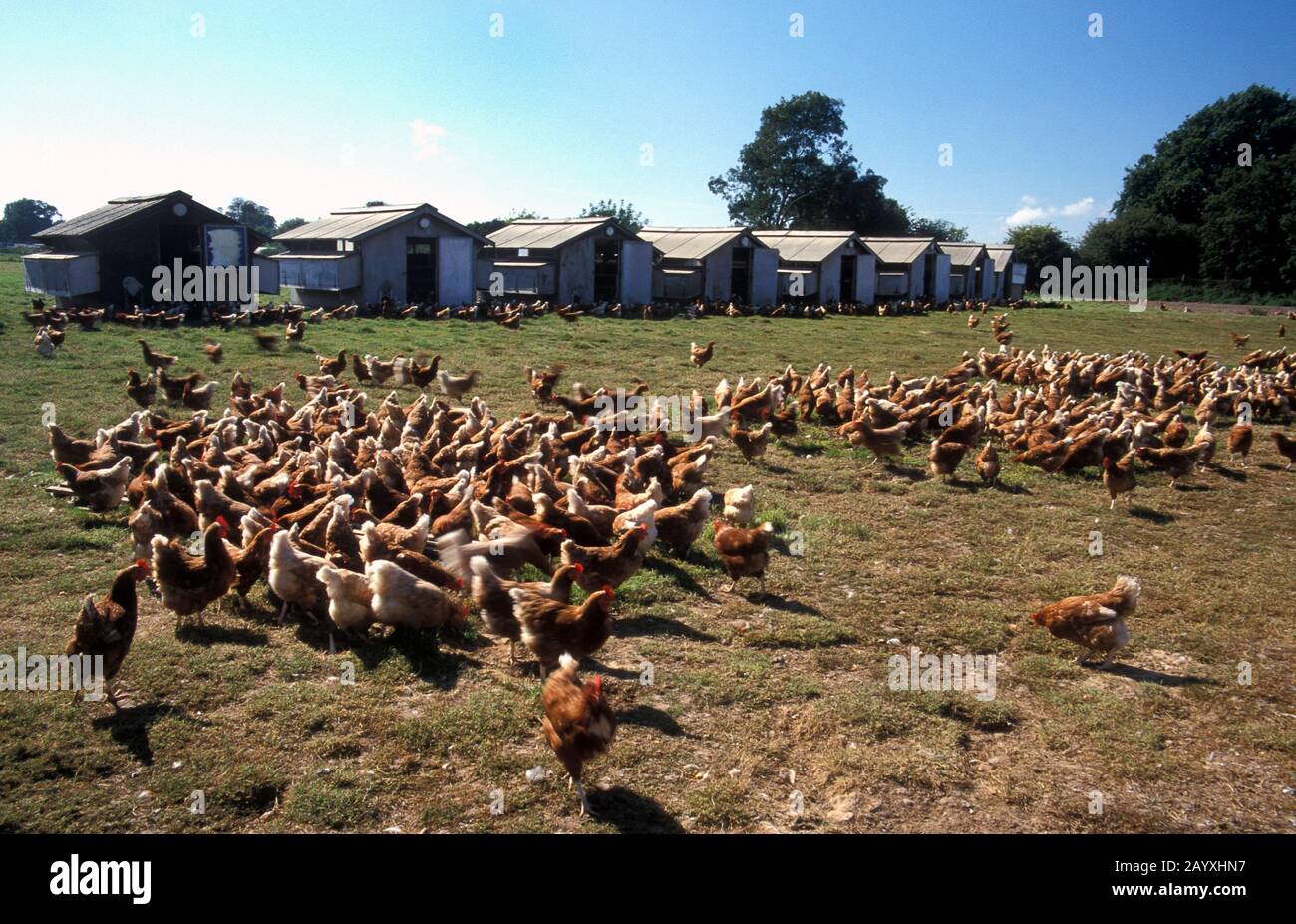 Free range Rhode Island Red hens roaming on Sussex farm Stock Photo
