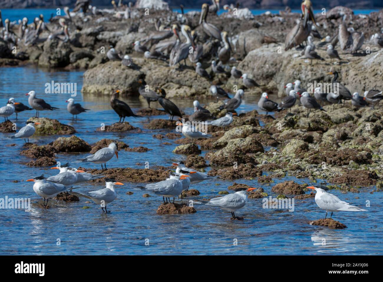 View of a small bird island with Royal terns (Thalasseus maximus), Heermann's gull (Larus heermanni), cormorants and Brown pelicans (Pelecanus occiden Stock Photo