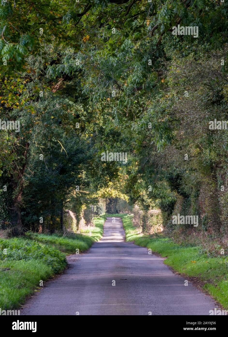 A pathway through a tunnel of trees in some woodland through a deeply forested area with shadows of trees across the pathway or road Stock Photo