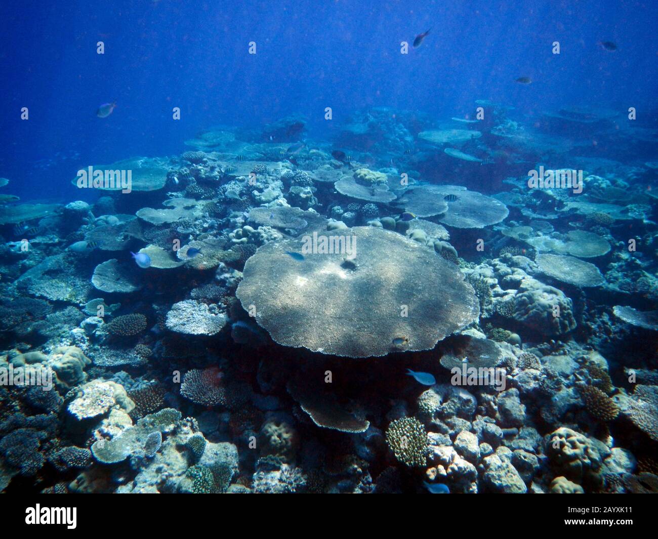 Colorful coral reefs with hard coral Stock Photo - Alamy