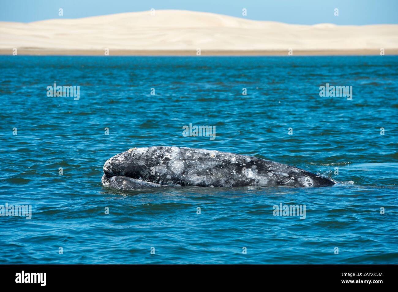 A Gray whale (Eschrichtius robustus) in Magdalena Bay, one of the breeding grounds where they give birth, near San Carlos in Baja California, Mexico. Stock Photo