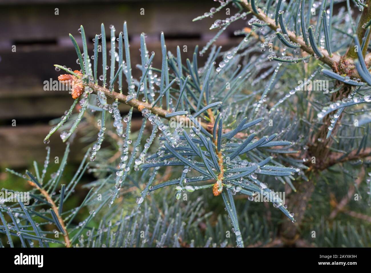 Water droplets on the long blue needles of Abies concolor (white fir) Stock Photo
