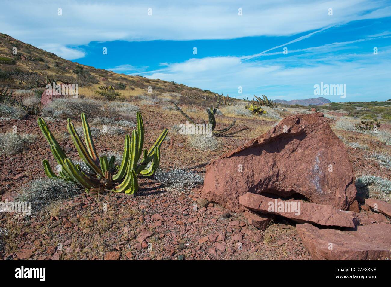 Galloping cactus (Machaerocereus gummosus) growing on the edge of the salt pan on San Francisco Island in the Sea of Cortez in Baja California, Mexico Stock Photo