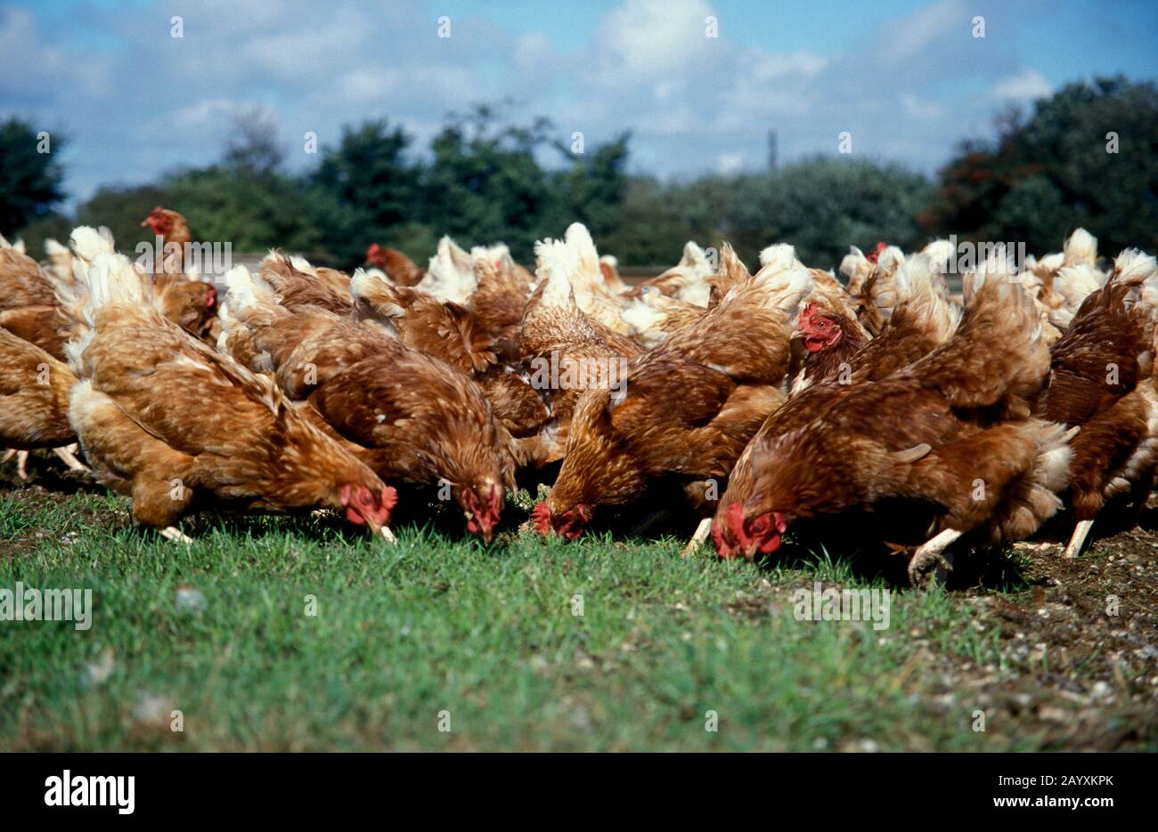 flock of Rhode Island red hens pecking Stock Photo