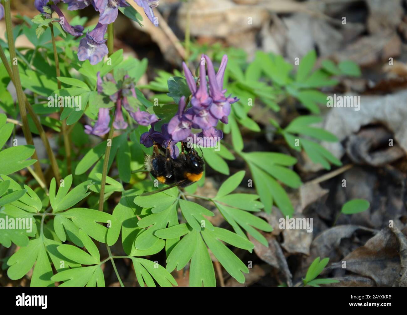 Corydalis flowers, perennial herb, primroses in spring in deciduous forest, closeup Stock Photo
