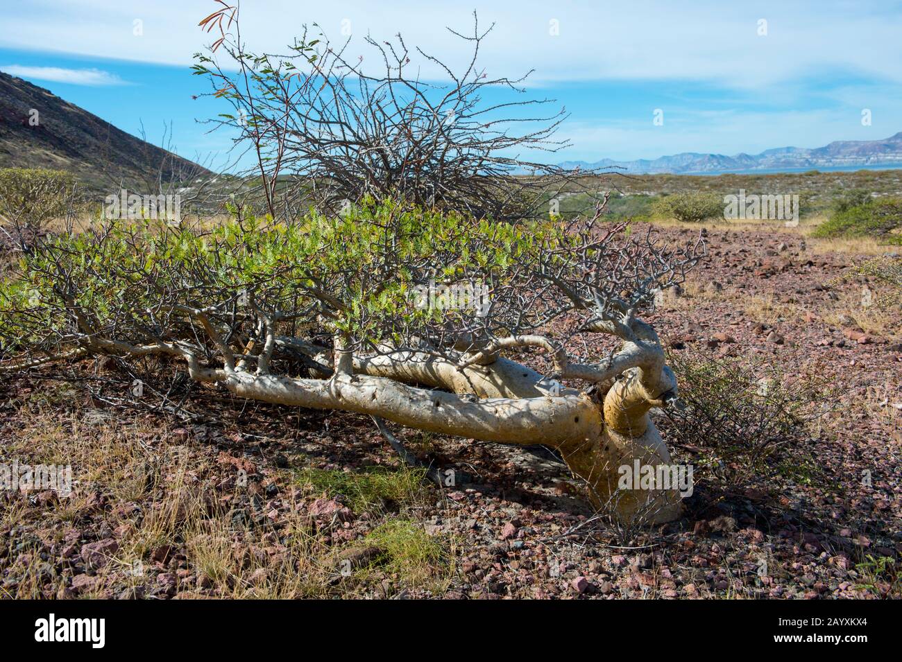 Desert landscape with Elephant trees (Burseraceae family) on San Francisco Island, Sea of Cortez in Baja California, Mexico. Stock Photo