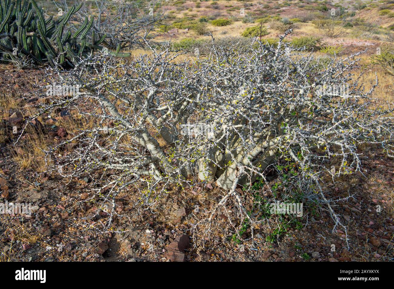 Elephant trees (Burseraceae family) on San Francisco Island, Sea of Cortez in Baja California, Mexico. Stock Photo