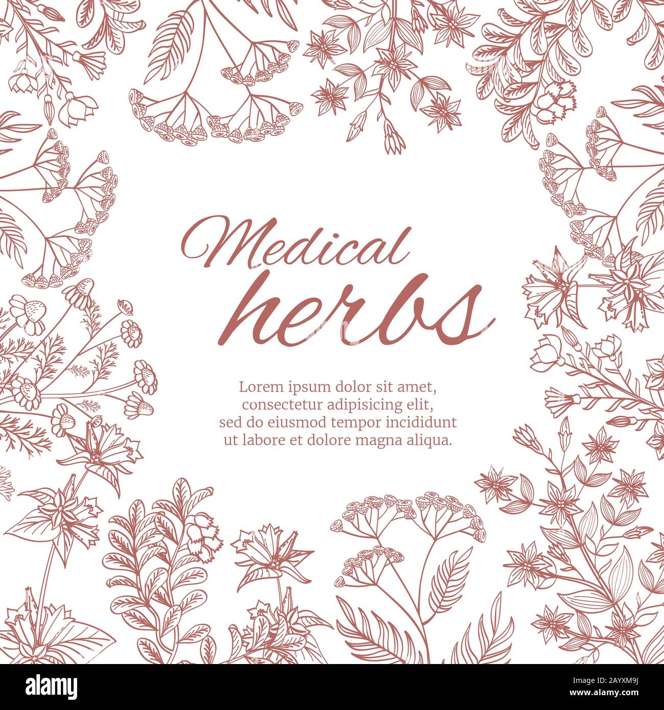 Vintage decorative background with medicinal organic healing plants. Medical herb banner template with herbal botanical flower. Vector illustration Stock Vector