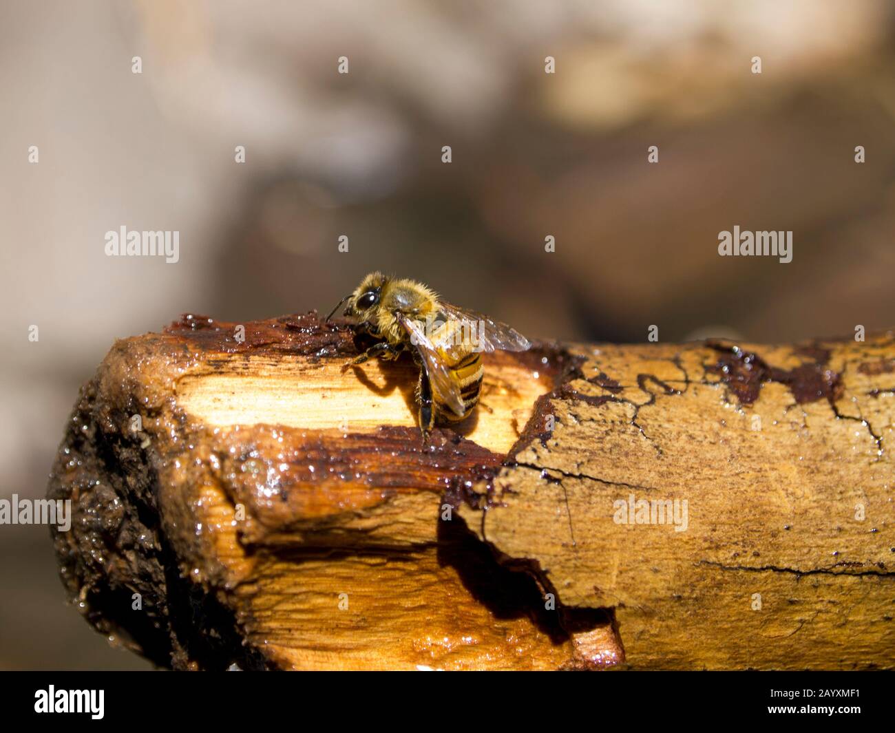 Honey bee on a stick. Buenos Aires, Argentina Stock Photo - Alamy
